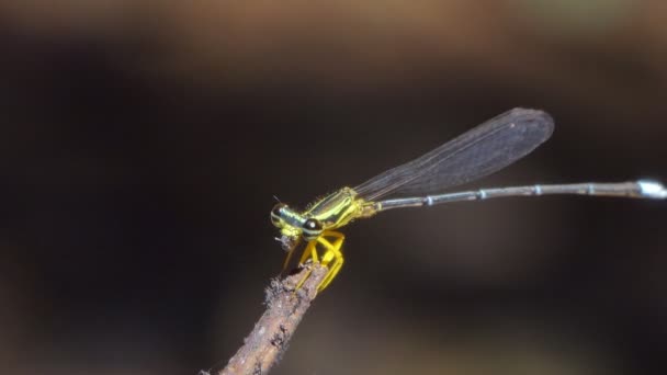 Dragonfly Catching Eating Small Insect Tropical Rain Forest — ストック動画