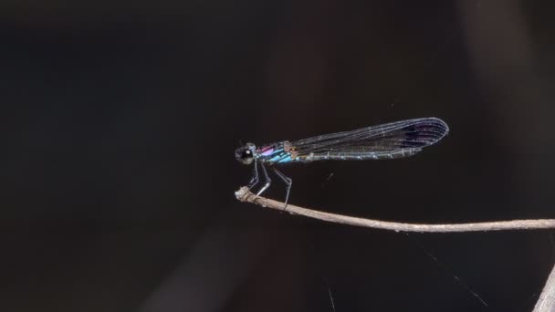 Libelle Auf Ast Tropischen Regenwald — Stockvideo