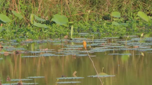 Gewone Ijsvogel Alcedo Atthis Wetland — Stockvideo