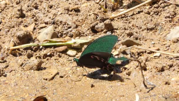 Parijs Peacock Vlinder Papilio Paris Bij Waterval Tropisch Regenwoud — Stockvideo