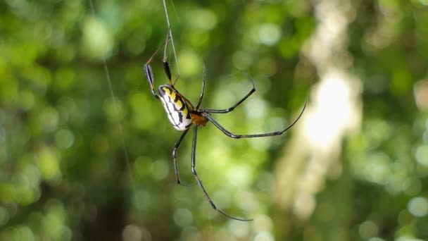 Örümcek Tropikal Yağmur Ormanlarında Örümcek Ağı Üzerinde — Stok video
