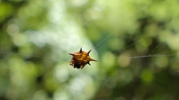 Örümcek Tropikal Yağmur Ormanlarında Örümcek Ağı Üzerinde — Stok video