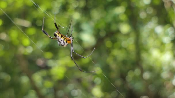 Αράχνη Στον Ιστό Της Αράχνης Τροπικό Δάσος — Αρχείο Βίντεο