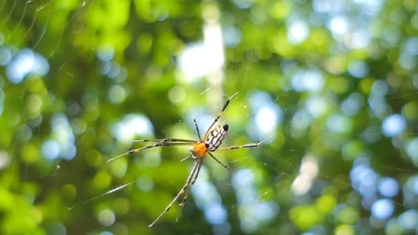 Araignée Sur Toile Araignée Dans Forêt Tropicale Humide — Video