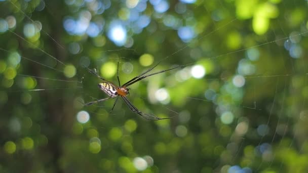 Aranha Teia Aranha Floresta Tropical — Vídeo de Stock