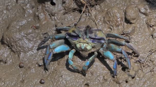 Geisterkrabben Uca Vocans Blaue Krabben Auf Schlamm Feuchtgebietswald — Stockvideo