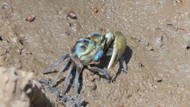 Crabes Fantômes Uca Vocans Crabe Bleu Sur Boue Dans Les — Video