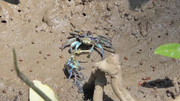 Crabes Fantômes Uca Vocans Crabe Bleu Sur Boue Dans Les — Video