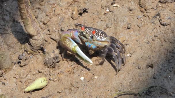 Ghost Crabs Uca Vocans Blue Crab Mud Wetlands Forest — Stock Video