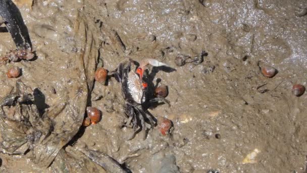 Ghost Crabs Uca Vocans Blue Crab Mud Wetlands Forest — ストック動画
