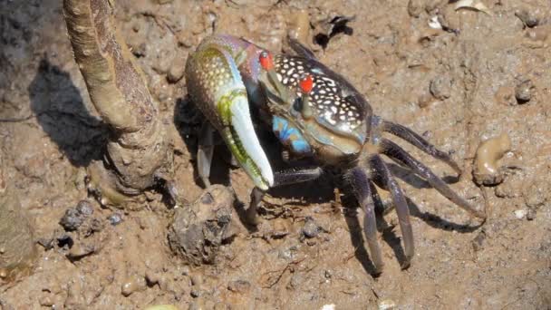 Spookkrabben Uca Vocans Blauwe Krab Modder Wetlands Bos — Stockvideo