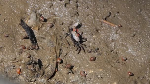 幽灵蟹 Uca Vocans 湿地森林泥泞 — 图库视频影像