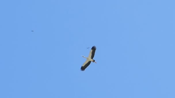 Openbill Asiatico Anastomus Oscitans Che Vola Sul Cielo Rallentatore — Video Stock