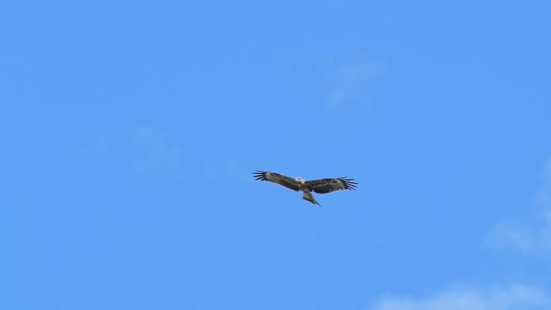 Långsamma Rörelser Hök Flyger Himlen — Stockvideo