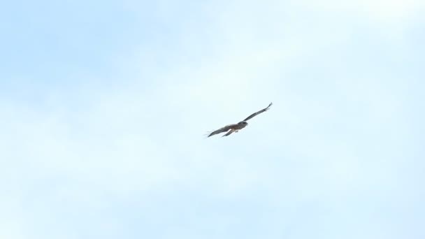 鹰在天空中缓慢地飞翔 — 图库视频影像
