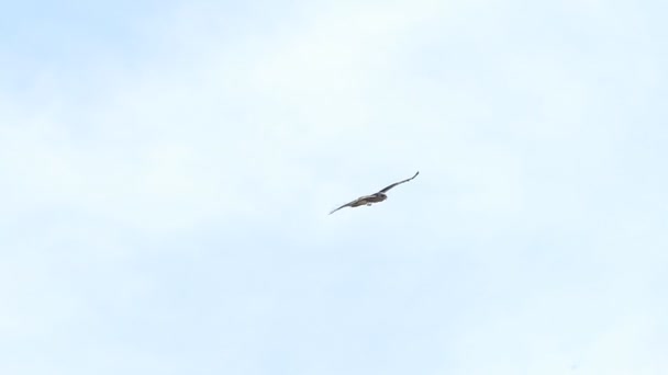 Movimiento Lento Halcón Volando Cielo — Vídeos de Stock