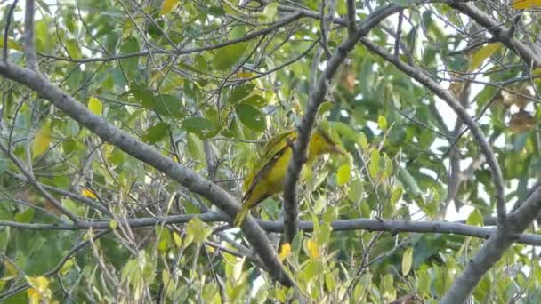 Oiseau sur branche en forêt tropicale humide .