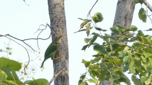 Lineated Barbet Madár Megalaima Aurita Trópusi Esőerdőkben — Stock videók