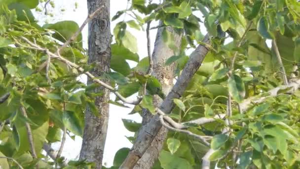 Uccello Lineated Barbet Megalaima Lineata Sul Ramo Foresta Pluviale Tropicale — Video Stock