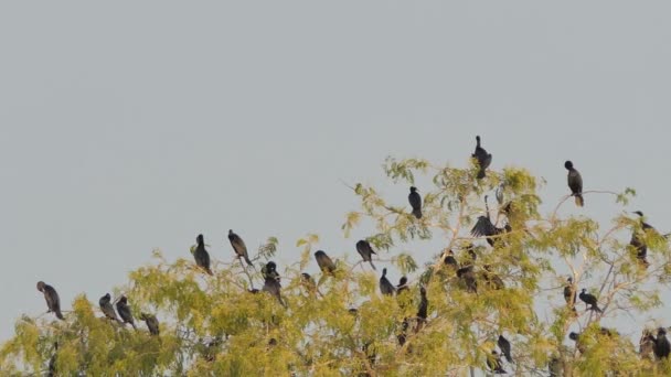 Little Cormorant Javanese Cormorant Microcarbo Niger Branch Wetland — Stock Video