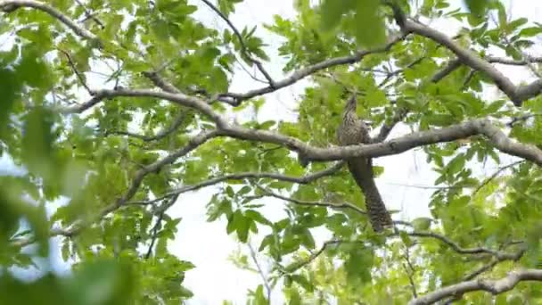 Pássaro Koel Ocidental Eudynamys Scolopacus Ramo Floresta Tropical — Vídeo de Stock