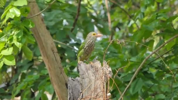 Лінійні Птахи Барбе Megalaima Lineata Проникають Дерево Знаходять Комах Годування — стокове відео