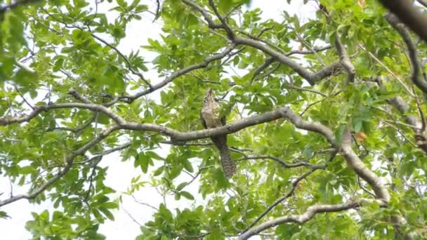 Pájaro Koel Occidental Eudynamys Scolopacus Rama Selva Tropical — Vídeos de Stock