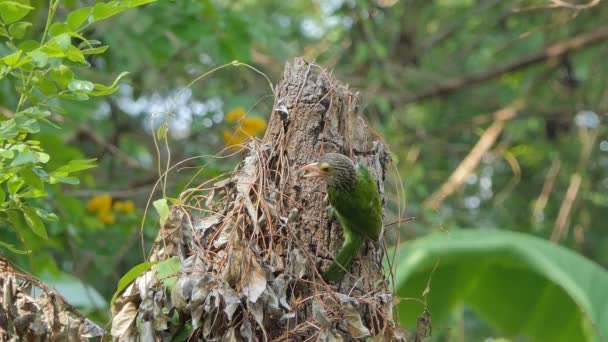 系統化されたバーベット鳥 メガライマ系統 が木に侵入し 餌を与える昆虫を見つける — ストック動画