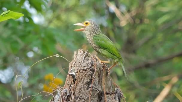 系統化されたバーベット鳥 メガライマ系統 が木に侵入し 餌を与える昆虫を見つける — ストック動画