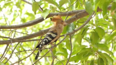 Tropikal yağmur ormanlarında yaygın Hoopoe kuşu (Upupa epops).