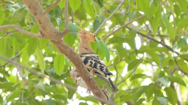 Звичайний Птах Hoopoe Upupa Epops Гілці Тропічному Дощовому Лісі — стокове відео