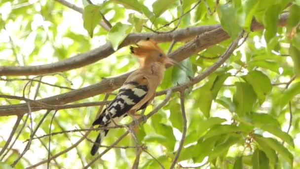 Pájaro Común Hoopoe Upupa Epops Rama Selva Tropical — Vídeo de stock