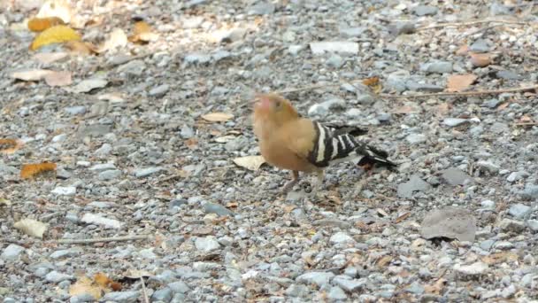 Pájaro Común Hoopoe Upupa Epops Selva Tropical — Vídeos de Stock