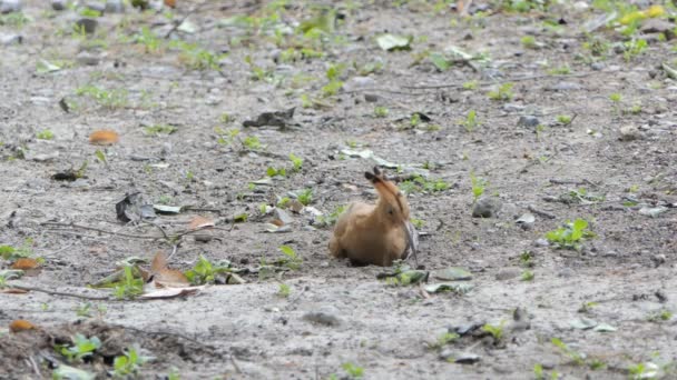 Common Hoopoe Bird Upupa Epops Tropical Rain Forest — Stock Video