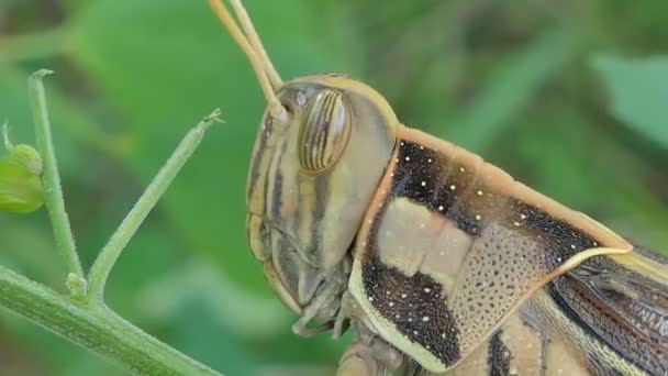 Grasshopper Hoja Verde Selva Tropical — Vídeo de stock