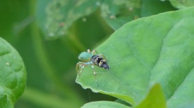 Tropikal yağmur ormanlarında yaprak üstüne atlayan örümcek..