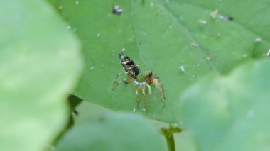 Tropikal yağmur ormanlarında yaprak üstüne atlayan örümcek..