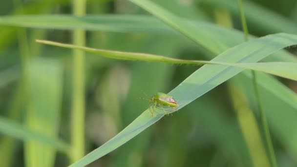 Green Stink Bug Rhynchocoris Humeralis Thunberg Green Leaf — Stock Video