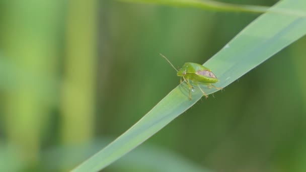 Verdes Fedor Bug Rhynchocoris Humeralis Thunberg Folha Verde — Vídeo de Stock