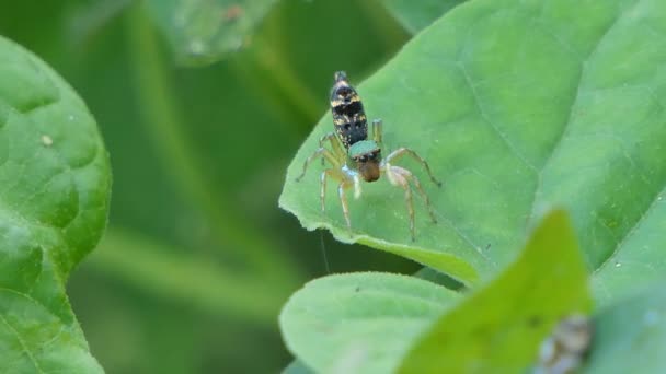 Araña Saltando Sobre Hoja Selva Tropical — Vídeo de stock