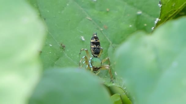 Jumping spider on leaf in tropical rain forest. — Stock Footage Jumping Spider Leaf Tropical Rain Forest Stock Footage