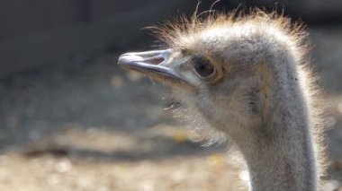 Devekuşunun başını kapat..