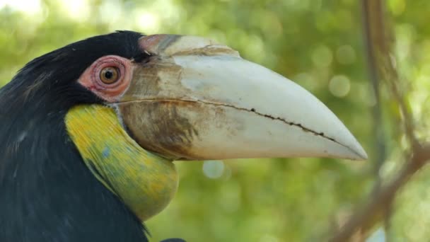 Närbild Ansiktet Oriental Pied Hornbill Anthracoceros Albirostris Skogen — Stockvideo