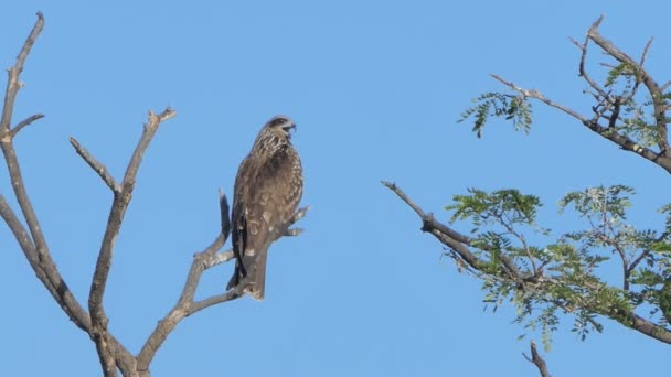 Red Shouldered Hawk Arroccato Albero Sul Cielo Blu — Video Stock