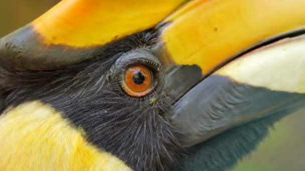 Close Face Great Hornbill Buceros Bicornis Forest — Stock Video