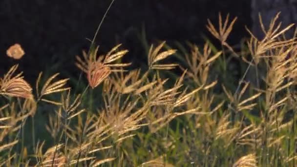 日没の風の中で草 自然背景 自然の美しさ — ストック動画