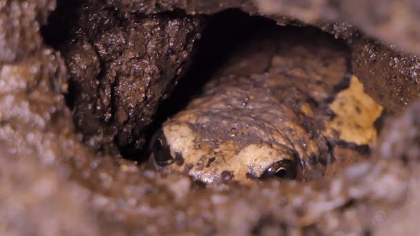 Rana Che Vive Nella Tana Nella Zona Umida Nel Parco — Video Stock