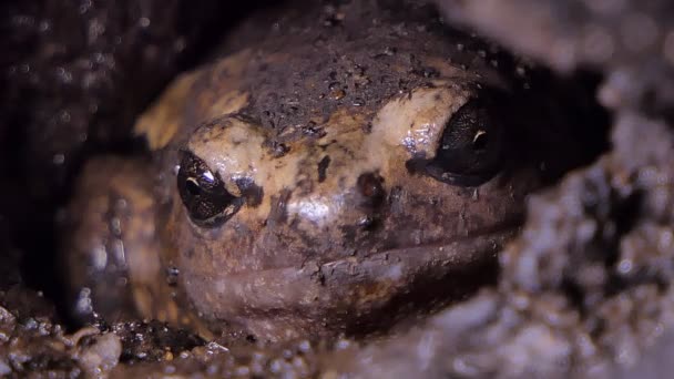 Rana Che Vive Nella Tana Nella Zona Umida Nel Parco — Video Stock