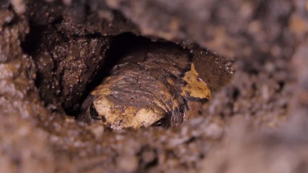 Rana Che Vive Nella Tana Nella Zona Umida Nel Parco — Video Stock