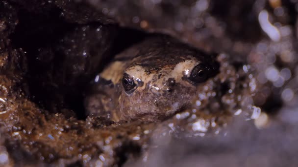 Rana Che Vive Nella Tana Nella Zona Umida Nel Parco — Video Stock